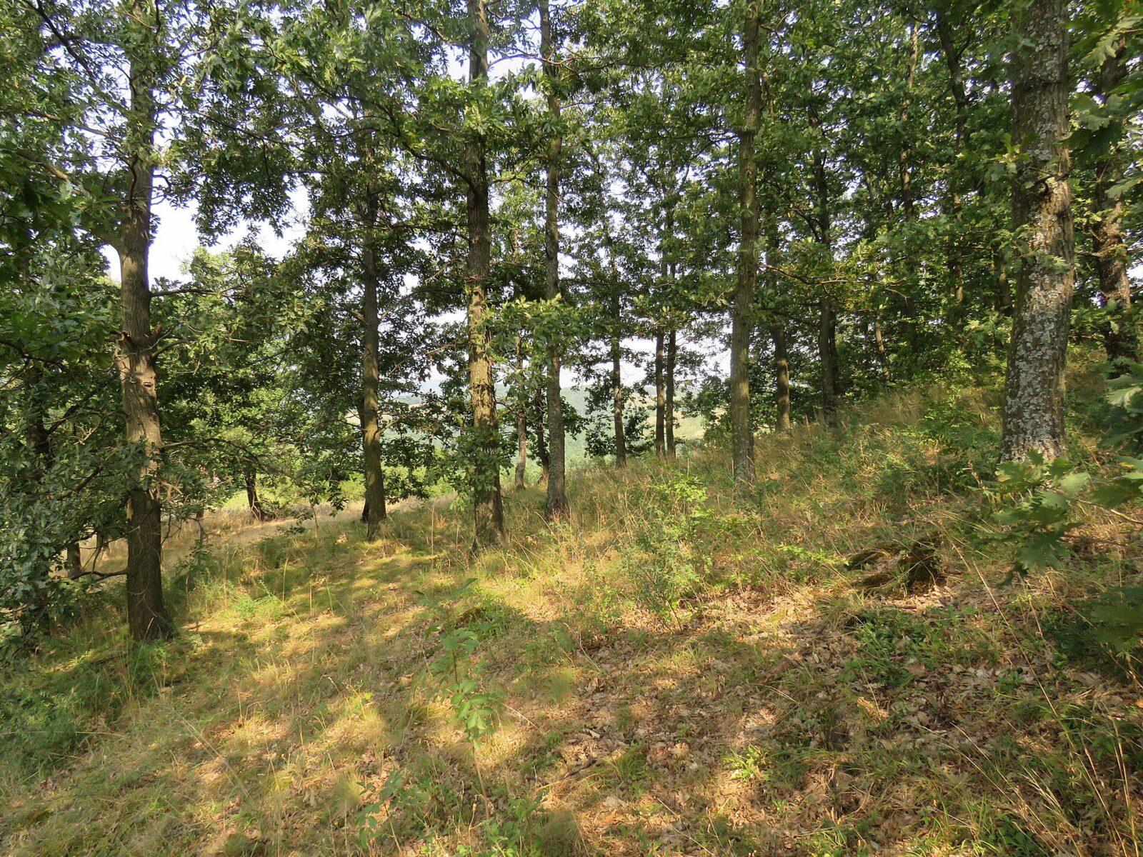 A wooded trail inside Djerdap National Park, sunlight filtering through the tree canopy