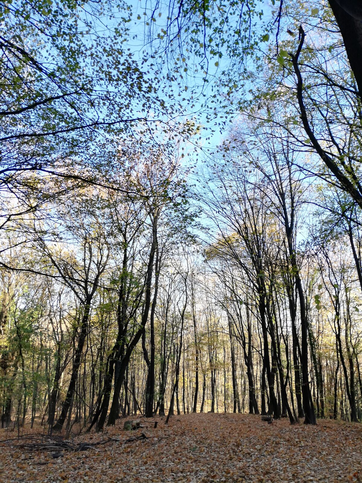 Dense forest covering the ridge of Fruska Gora
