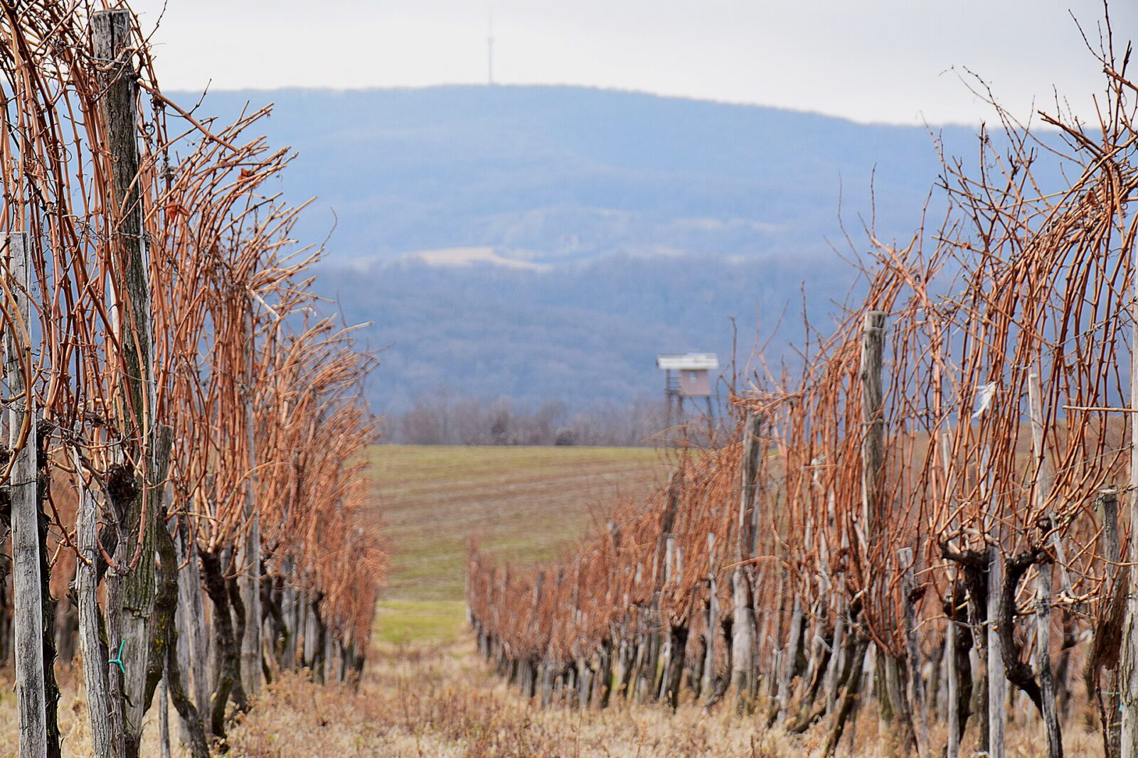 Rows of vines on a sloping hillside in the Fruska Gora wine country
