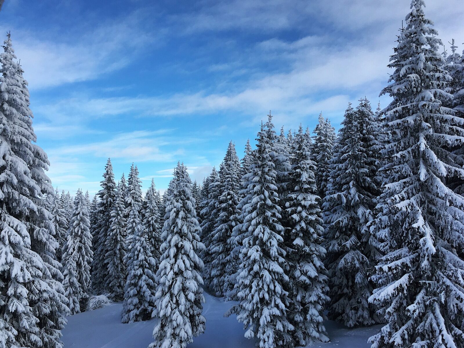 Snow-covered conifer trees on a slope of the Kopaonik massif