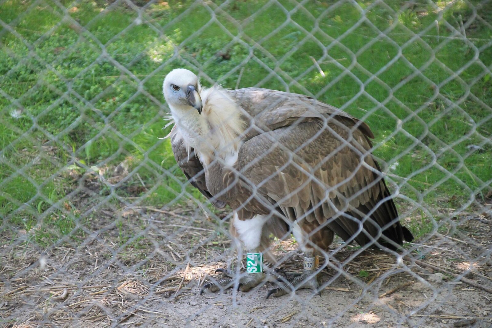 A griffon vulture in a fenced enclosure at Zoo Palic
