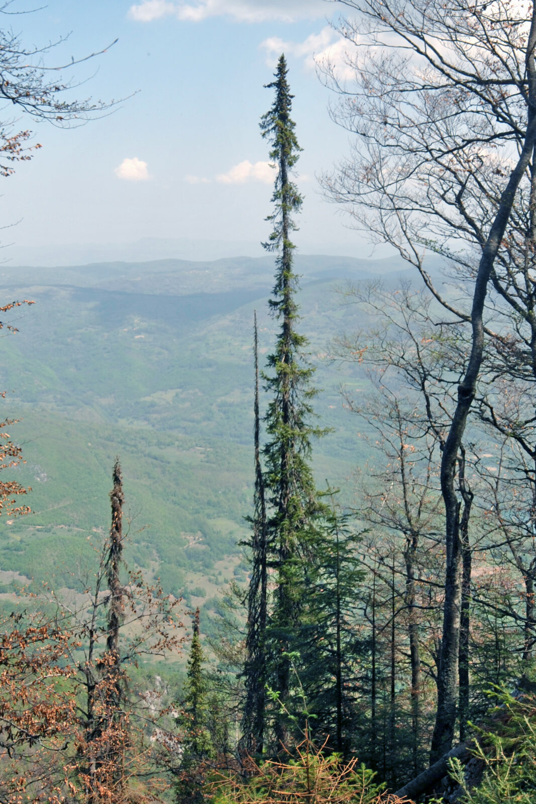 Pancic spruce trees in Tara National Park, an endemic conifer that survives only in this part of the Balkans