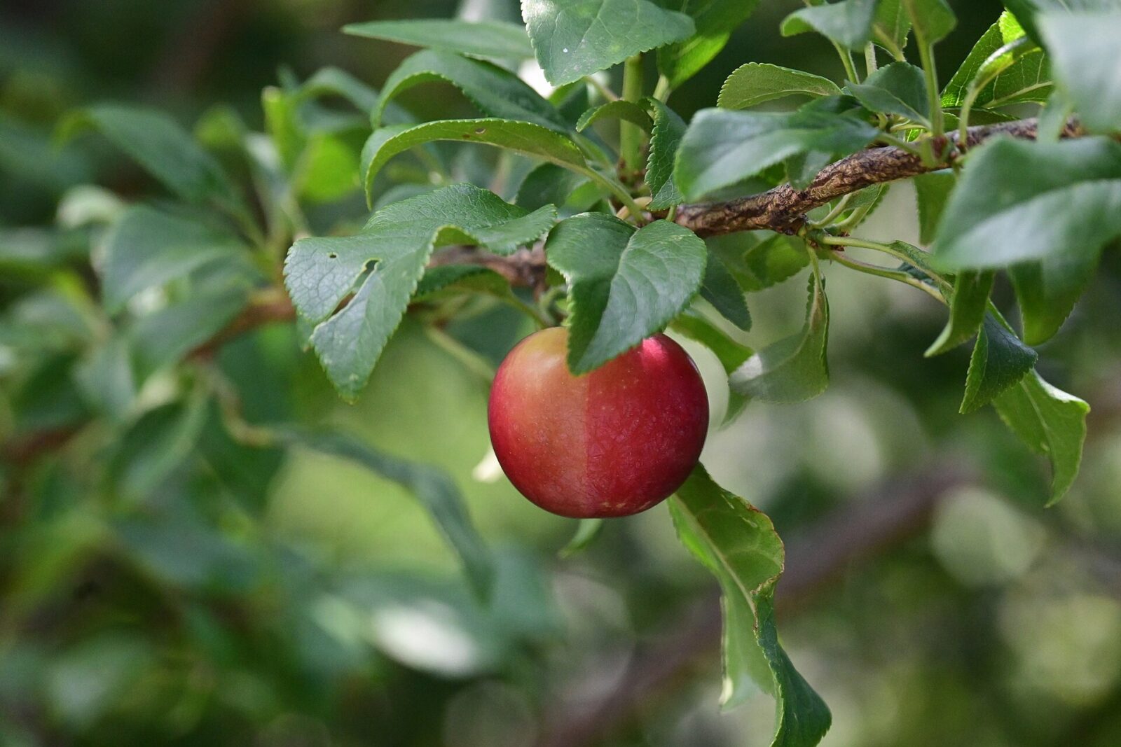 Wild plum fruit on a branch, the fruit most often used for rakija