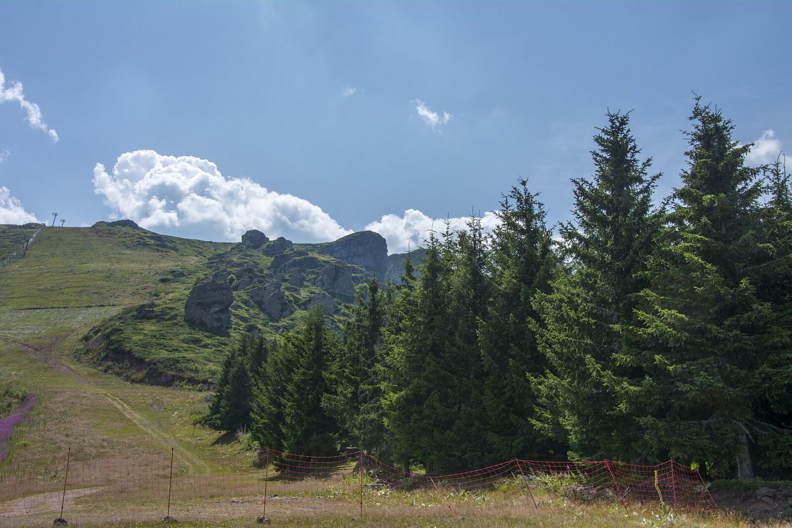 Conifers on the forested slopes below Babin Zub