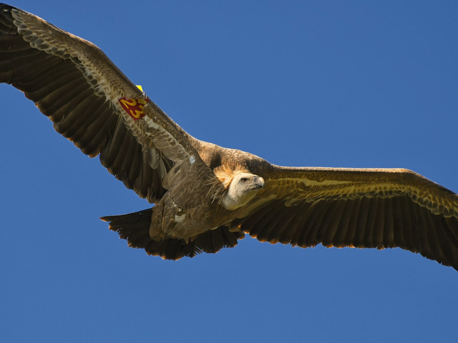 A griffon vulture in flight above the Uvac reserve