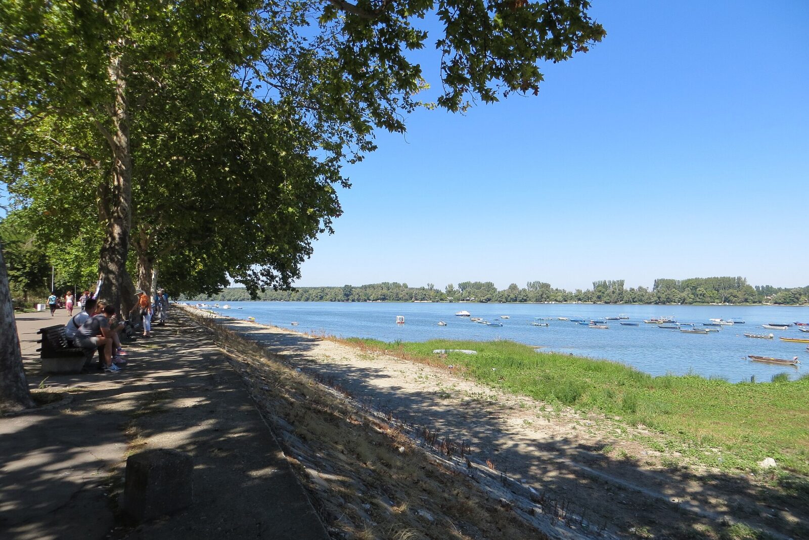 The riverside promenade of Zemunski kej in Zemun, lined with plane trees along the Danube, with boats moored on the water